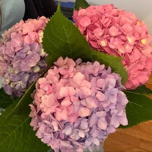 Meet your Posher, Milana